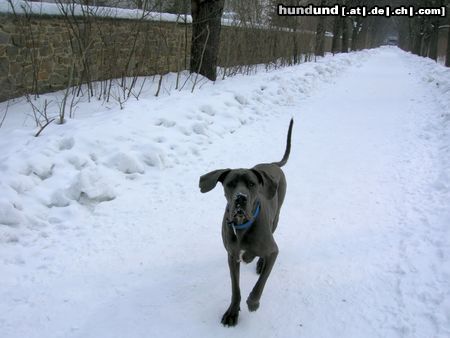 Deutsche Dogge TOULA beim Laufen