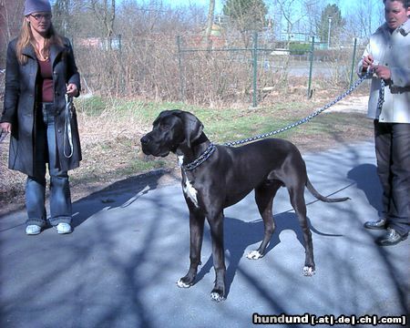 Deutsche Dogge Unser ganzer Stolz!!!