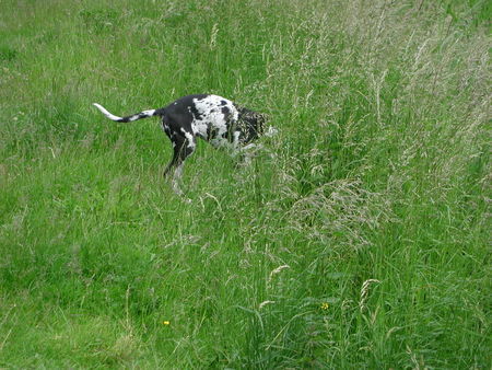 Deutsche Dogge Pleasure vom Schäferhof 