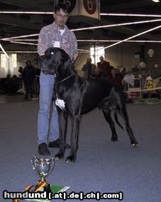 Deutsche Dogge ramon vom schloss laupheim