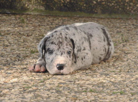 Deutsche Dogge Emilio Vom White Temple