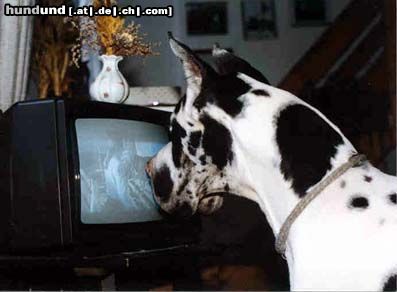 Deutsche Dogge Tribeca Fargo watch TV