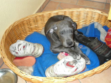 Deutsche Dogge Schuhe mag ich besonders gern... ;-)