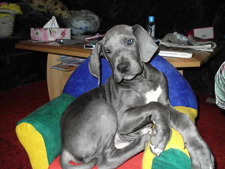 Deutsche Dogge noch hab ich Platz auf dem Kindersessel...