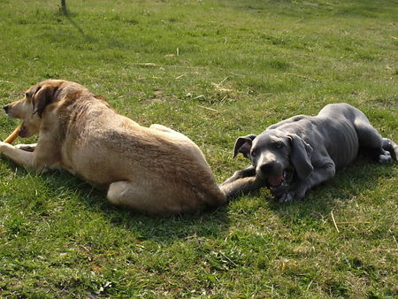 Deutsche Dogge Unser Doggerich Arthur knabbert gern an Shilas Schwanz...