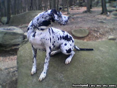 Deutsche Dogge Waldlauf