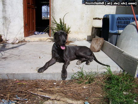 Deutsche Dogge Foto von Moonfire blue Superstar oder auch genannt Fritzchen, geboren am 28.02.05 und nun wohnhaft in Playa del Carmen Mexico , wo er sich mit meiner Mischlingshuendin richtig wohlfuehlt