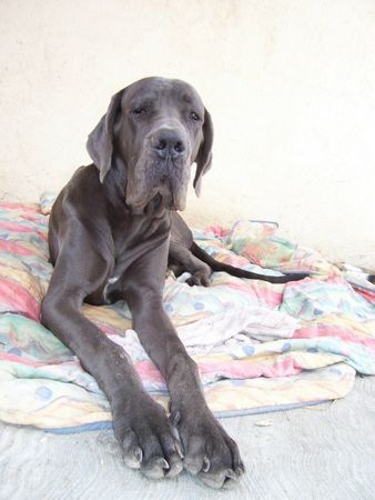 Deutsche Dogge diese Foto zeigt meinen 10 Monate alten Rüden: Moonfire Blue Superstar aus der Zucht von Carola Just in Berlin. Ich lebe seit 10 Jahren hier. Im Juli diesen Jahres war ich auf Urlaub in Deutschland.Eine Anzeige machte mich neugierig auf die Welpen. Als wir zum ersten mal zu Carola und Frank Just fuhren und direkt ein wildes Rudel verspielter Doggen-Welpen samt Mama auf uns zukamen, war es um mich geschehen. Nicht nur das die Tiere alle in tadellosem Zustand waren, auch der herzliche Umgang von Carola und Frank mit ihren Tieren hat mich sehr beeindruckt. Ich war mir sofort sicher, dass ich einen dieser 