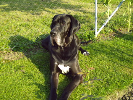 Deutsche Dogge Ramon vom Schloss Laupheim