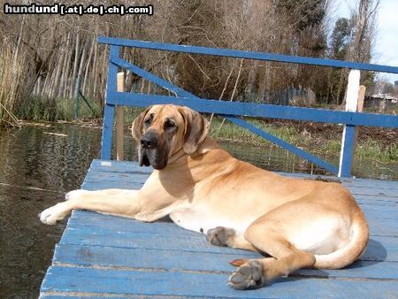 Deutsche Dogge Auch in Chile gibt es deutsche Doggen!