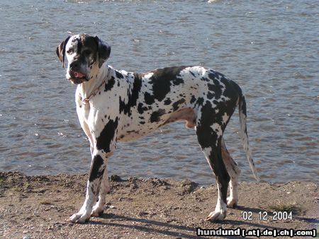 Deutsche Dogge kannst du auch die zunge rollen???