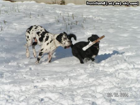 Deutsche Dogge gleich hab ich dich