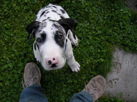 Deutsche Dogge Schau mir in die Augen, Kleiner