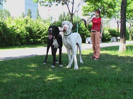 Deutsche Dogge Zwei Brüder