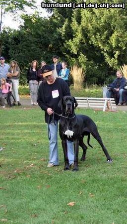 Deutsche Dogge ramon vom schloss laupheim