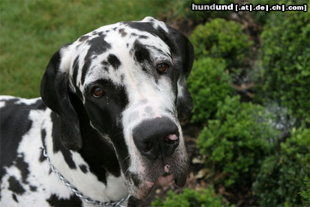 Deutsche Dogge dt. Dogge Jupiter