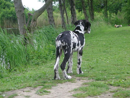 Deutsche Dogge Pleasure vom Schäferhof 14 Wo.