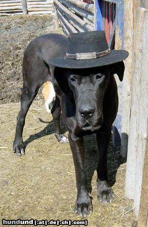 Deutsche Dogge INA - Cowgirl