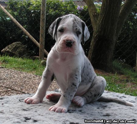 Deutsche Dogge Kimba vom White Temple