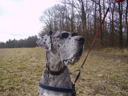 Deutsche Dogge Nessie braucht Urlaub jetzt läuft sie schon bei schlechtem Wetter mit Sonnenbrille durch die Gegend