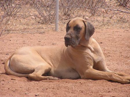 Deutsche Dogge Magnum vom King Charles, Am. Ch.