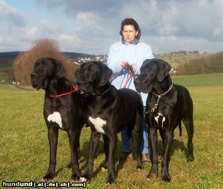 Deutsche Dogge Drei Odenwälder Jung`s, 12 Monate alt