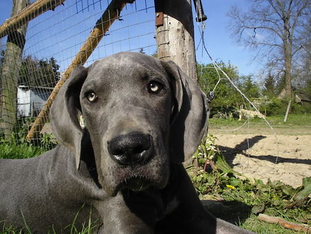 Deutsche Dogge Lieber Orph! So schön du auch bist, aber du nervst! Warum hast du keine eigene Homepage wo du all deine Fotos raufhaun kannst??? Du bist echt ein hübscher,aber du bist nicht die einzige Dogge hier! Mach es gut und liebe Grüße!!! Dein Kumpel Arthur!