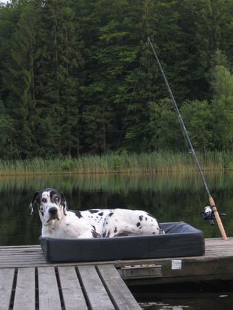 Deutsche Dogge Orph Fischen