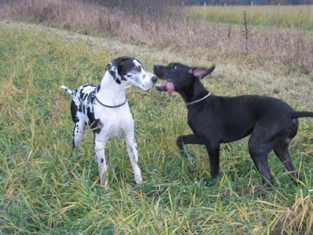 Deutsche Dogge Orph und Greven