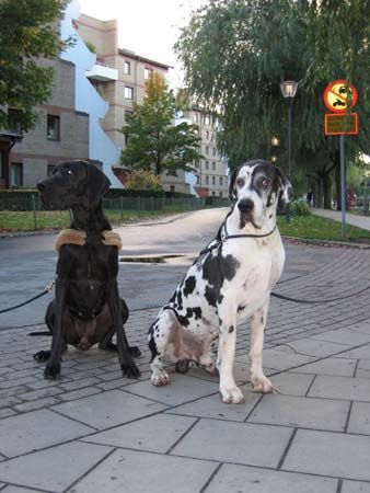 Deutsche Dogge Orph und Savanah