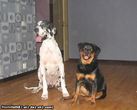 Deutsche Dogge Orph und Tilda