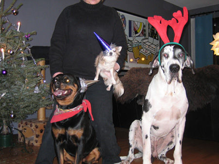 Deutsche Dogge Happy new year!