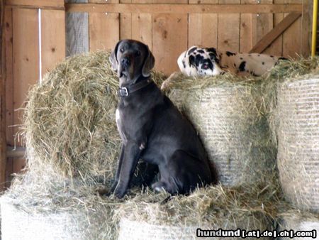 Deutsche Dogge sam und luna