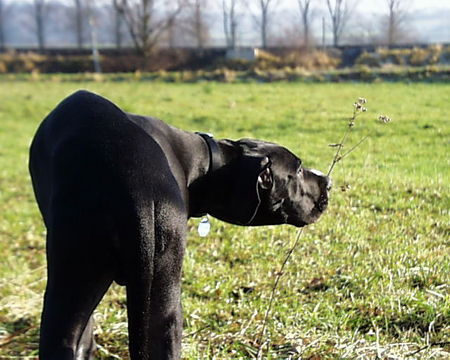 Deutsche Dogge King Duke vom schwarzen Born