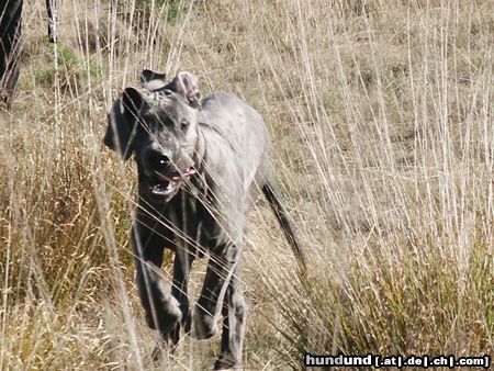 Deutsche Dogge Cerberus vom Simberg