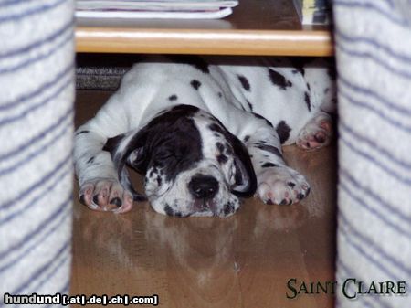 Deutsche Dogge Heritage Saxifraga - 7 weeks old