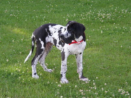 Deutsche Dogge Pleasure vom Schäferhof 16 Wochen alt