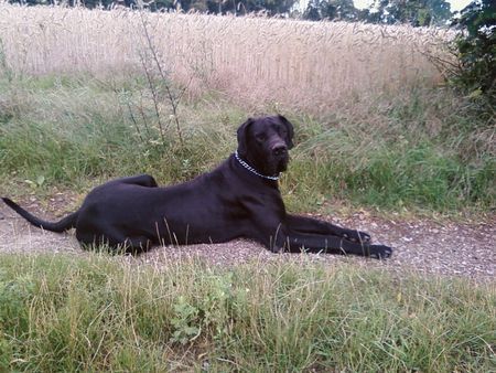 Deutsche Dogge stolze 19 monate unser rocky