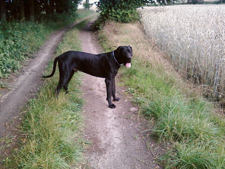 Deutsche Dogge stolze 19 monate unser rocky