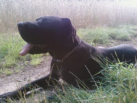 Deutsche Dogge rocky mal heftig nahe 