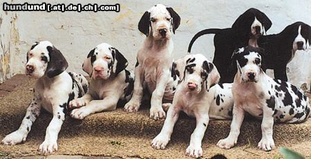 Deutsche Dogge Tribeca_H_puppies