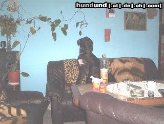 Deutsche Dogge asthon 