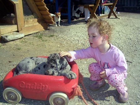 Deutsche Dogge Amy beim Spielen