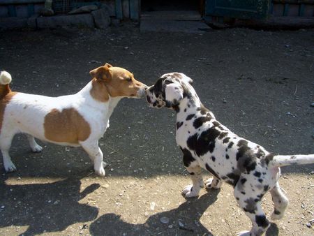 Deutsche Dogge Fuzzi und Doggenwelpe Angel