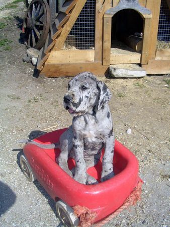 Deutsche Dogge Amy beim Spielen