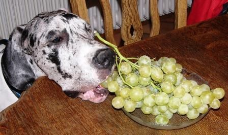 Deutsche Dogge Baghira klaut Weintrauben