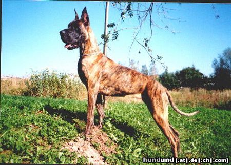 Deutsche Dogge CH.ADELA Dog Bessen