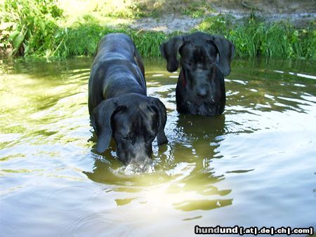 Deutsche Dogge Buffalo&Joyce