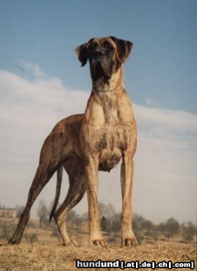 Deutsche Dogge Belana vom Tobelbach