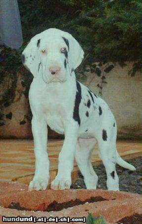 Deutsche Dogge Beluga von der Wolfburg im Alter von 10 Wochen